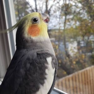 Meet your Posher, Cindy